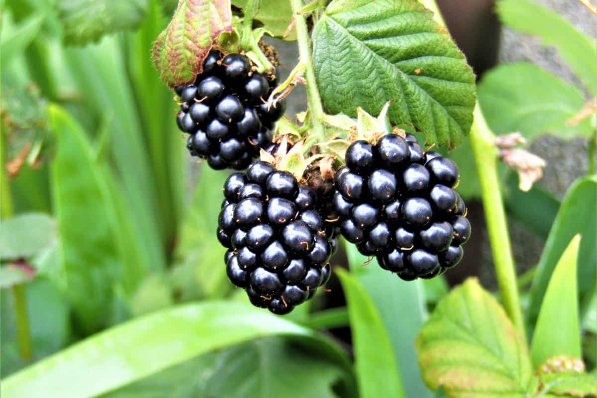 Japan june blackberry
