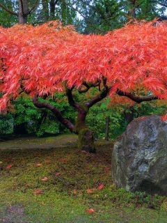 Beautiful Maple in the fall. - Should Japanese Maples Be Pruned?