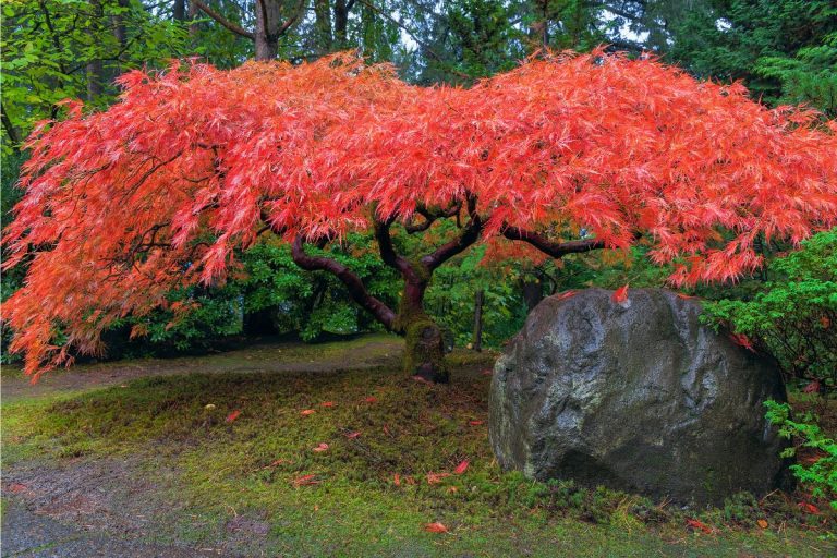 Beautiful Maple in the fall. - Should Japanese Maples Be Pruned?