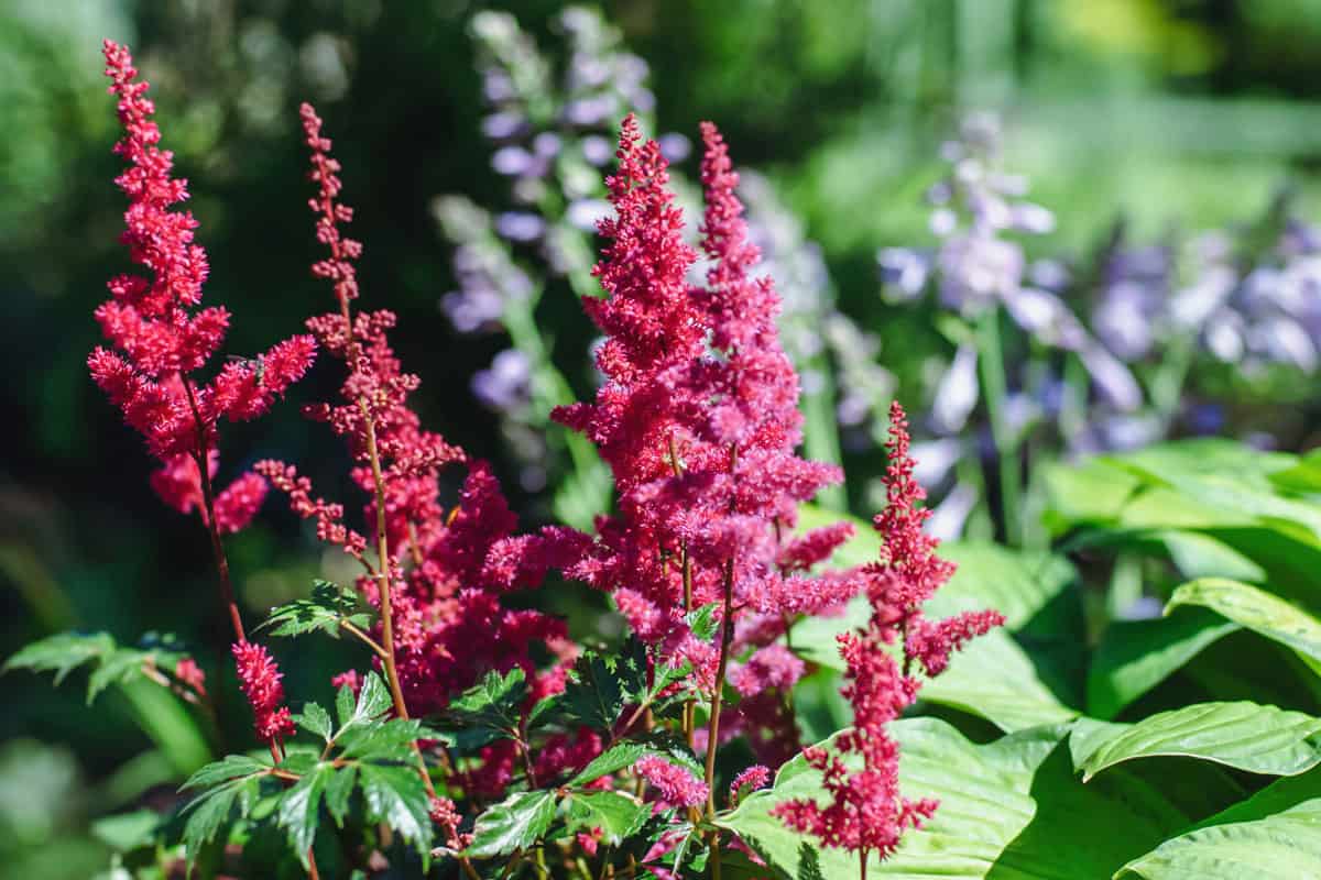 Japanese astilbe flowering with red panicled inflorescences in sunny summer garden