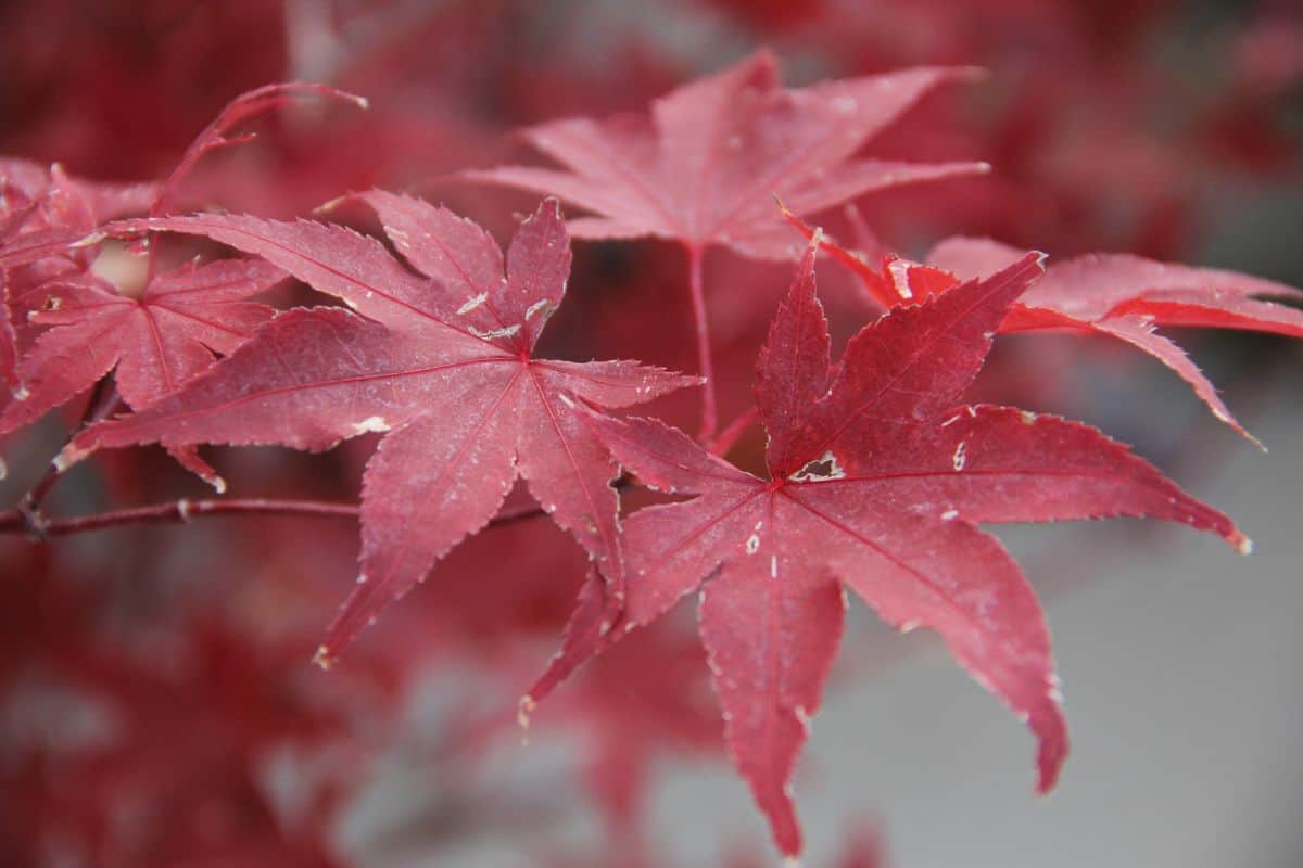 Japanese maple leaves in the fall