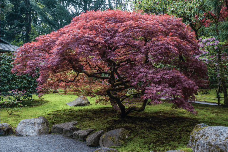 Japanese maple tree with red foilage in a garden. Japanese Maple Is Half Green Half Red - Why Is Something Wrong