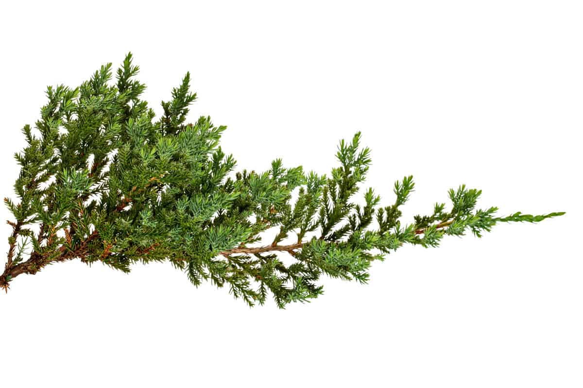 Juniperus horizontalis leaves or Creeping juniper leaves isolated on white background, with clipping path