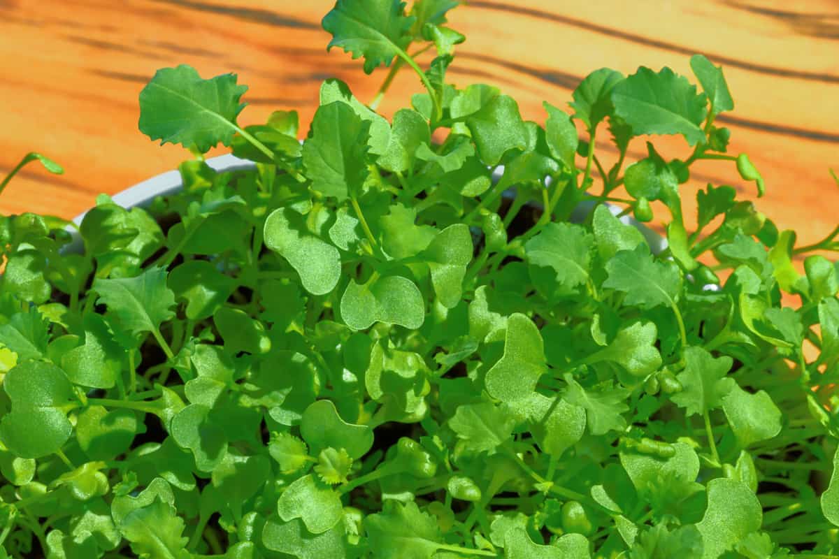 Kale microgreens, growing green shoots in white bowl over wooden board