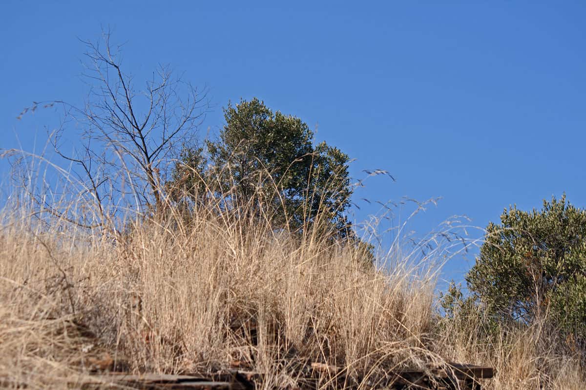 LONG FADED DORMANT GRASS IN WINTER IN SOUTH AFRICAN SCENERY AGAINST BLUE SKY