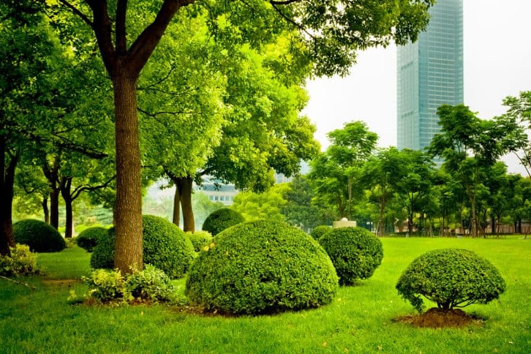Landscaped tree and bush in a graden of a city, Can You Put River Rock Around Trees?