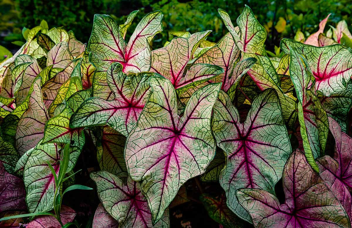 Large colorful leaves of caladium plant also known as elephant ears in full bloom during summer