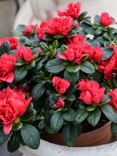 Large red azalea or Rhododendron plant with flowers in a pot in a garden outside, Can Azaleas Survive A Freeze?
