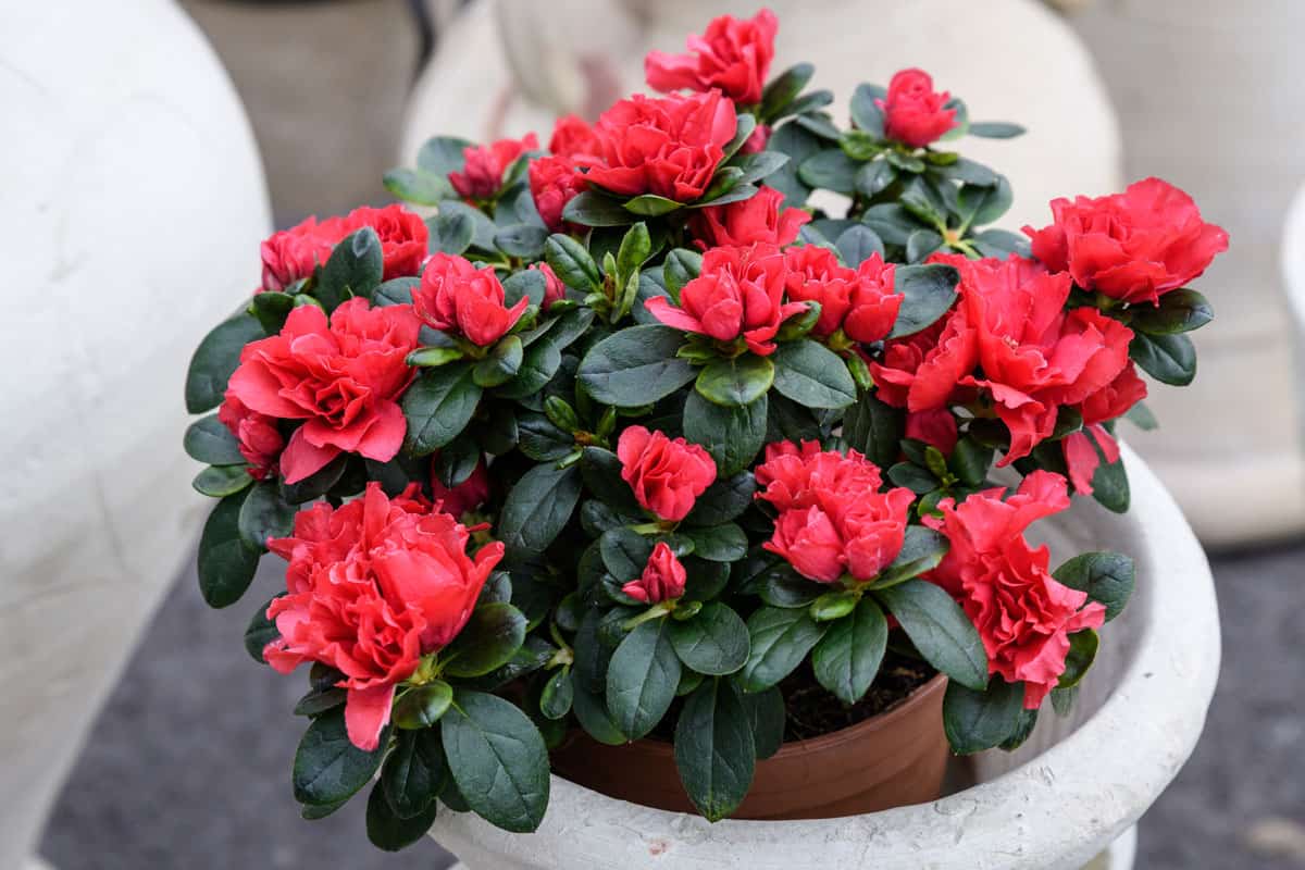 Large red azalea or Rhododendron plant with flowers in a pot in a garden outside