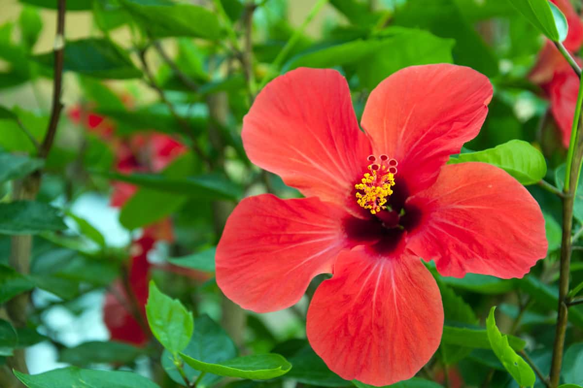 Large red hibiscus flowers 