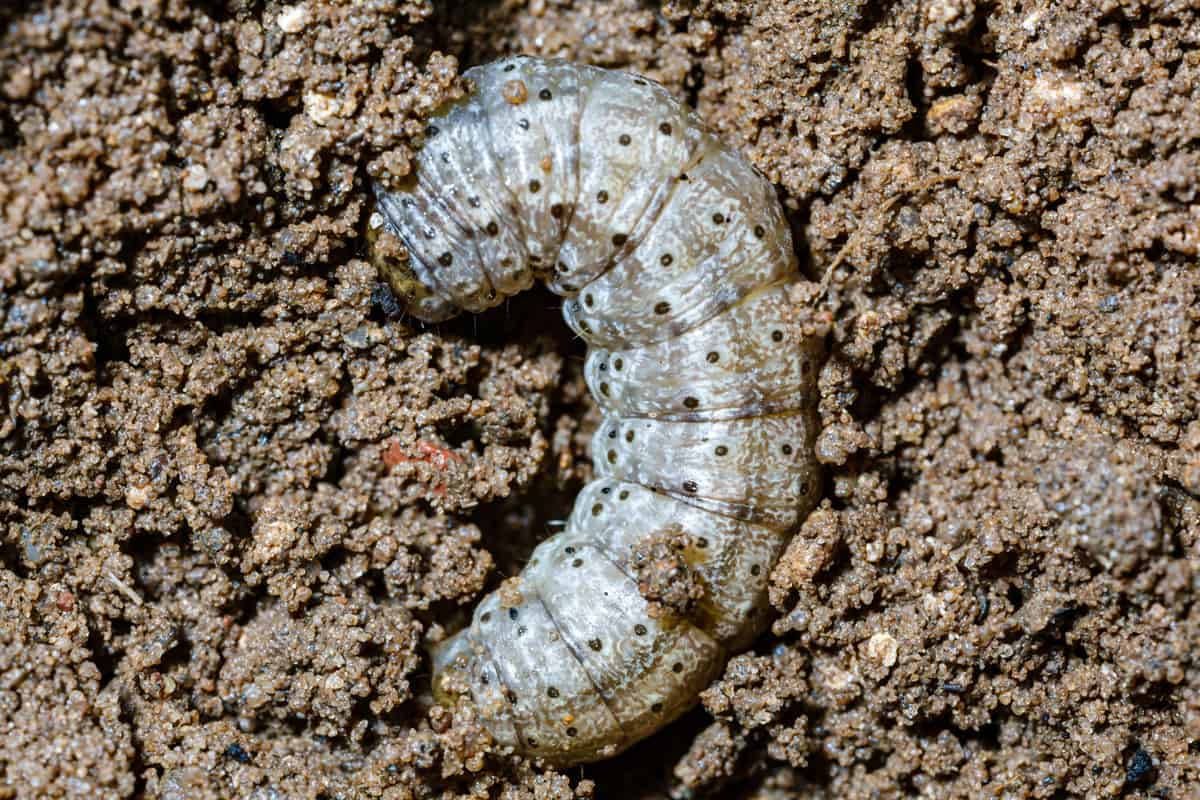 Larvae of cutworm in soil, most likely Agrotis ipsilon