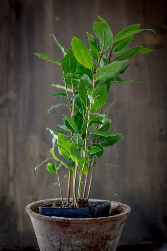 Laurel tree - LauLaurel tree - Laurus nobilis as a house plantrus nobilis as a house plant