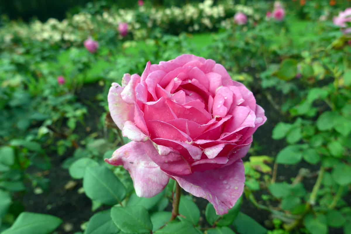 Lavender pink hybrid tea rose