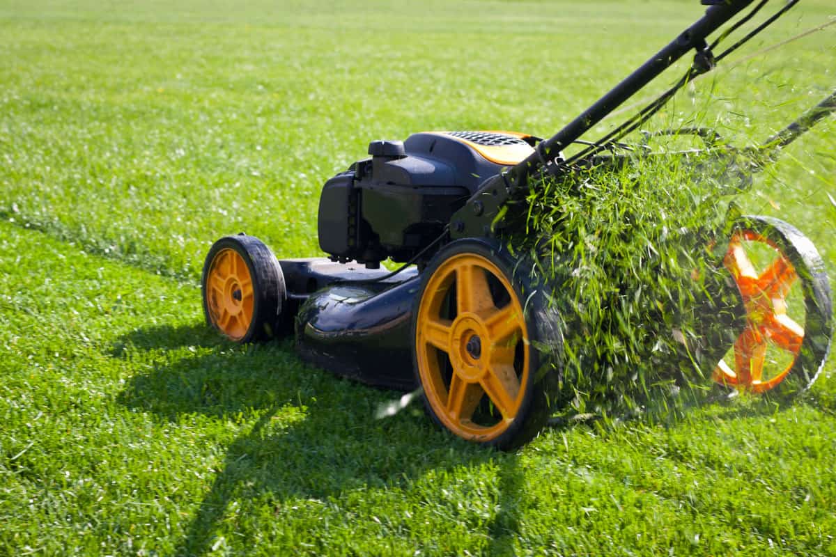 Lawn mower mower, grass, equipment, mowing, gardener, care, work, tool