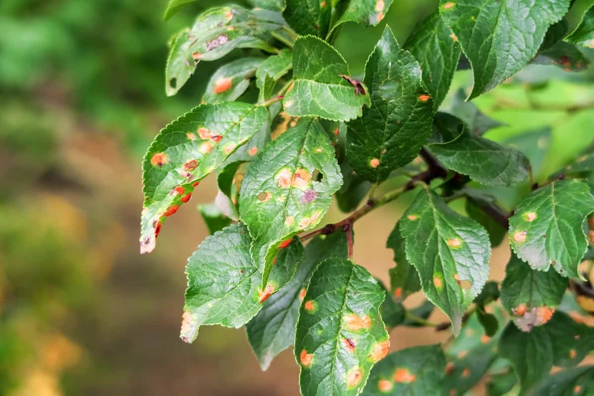 Leaf Spot - plum tree disease. clasterosporiasis, coccomycosis, marsoniosis on plum leaves.