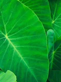 Leaf texture background.Natural background and wallpaper.Elephant ear leaves for background,Tropical green banana taro leaf - 11 Best Fertilizers For Indoor Elephant Ears [And How To Use Them]