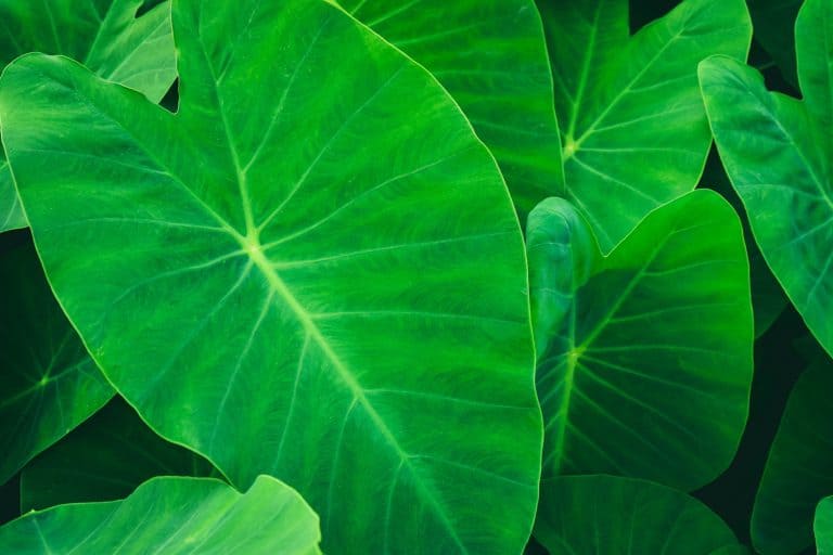 Leaf texture background.Natural background and wallpaper.Elephant ear leaves for background,Tropical green banana taro leaf - 11 Best Fertilizers For Indoor Elephant Ears [And How To Use Them]