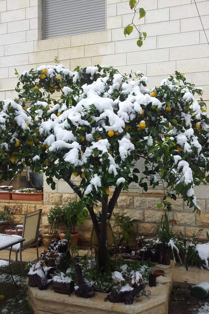 Lemon Tree, winter Lemon tree with snow