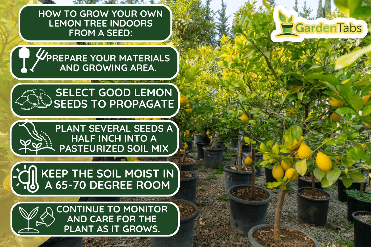 Lemon Trees, Antalya, Turkey. - How To Grow A Lemon Tree Indoors From Seed (Quick Guide For Beginners)