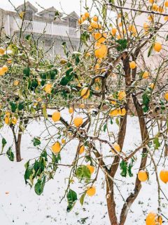 Lemon garden in winter. Lemon tree with yellow lemons in the snow., Can Lemon Trees Survive Winter Outside?