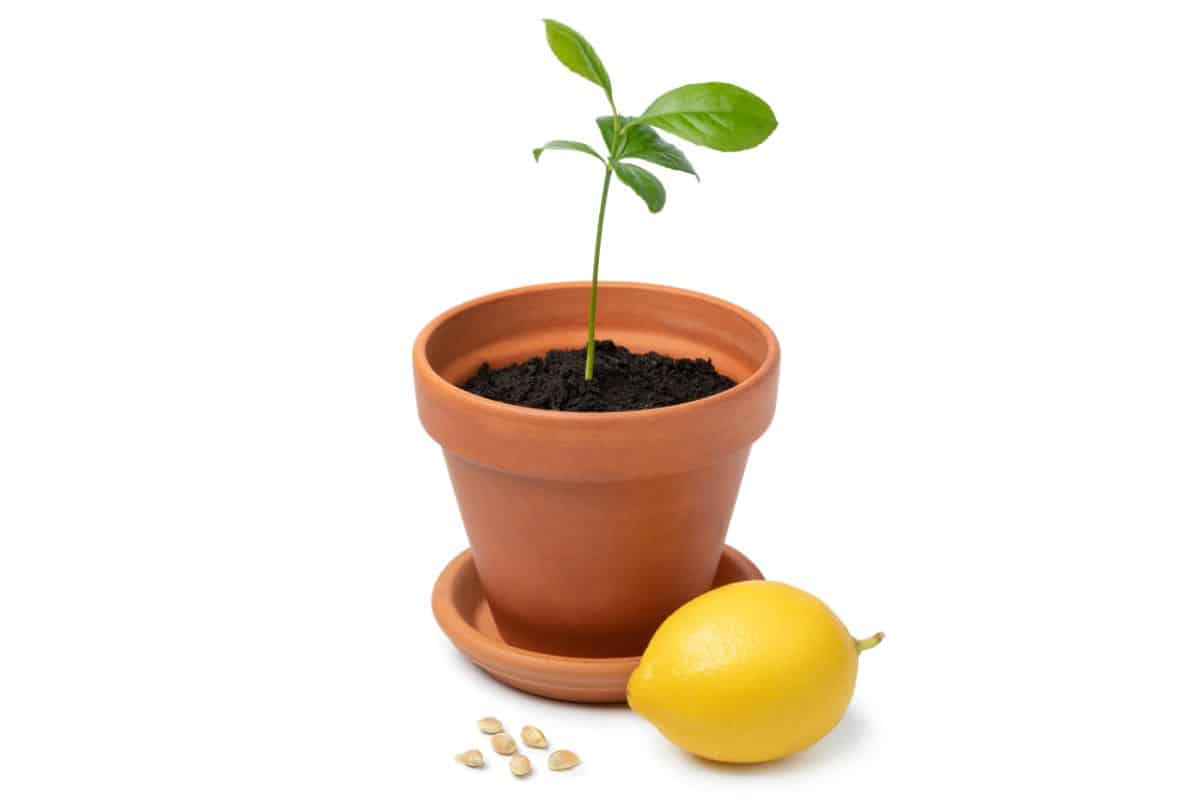 Lemon seedling with seed and lemon isolated on white background