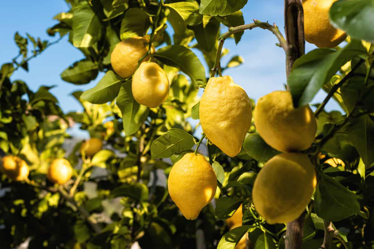 Lemon tree bearings photographed in great detail at a plantation