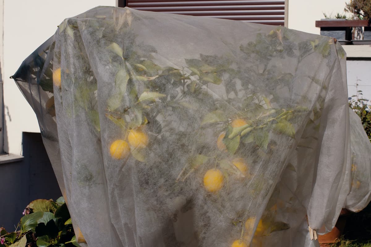 Lemon tree covered to protect for the winter season, concept of gardening