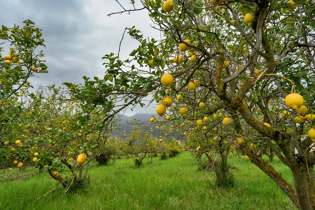 Lemon trees in a beautiful mountain setting