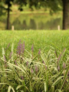 Liriope muscari or lily turf flower growing up in the garden on the background of green grass field .- When To Cut Back And Divide Lir