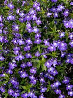 Lobelia erinus (edging lobelia, garden lobelia or trailing lobelia plant with blue flowers - 17 Best Cascading Plants For Full Sun