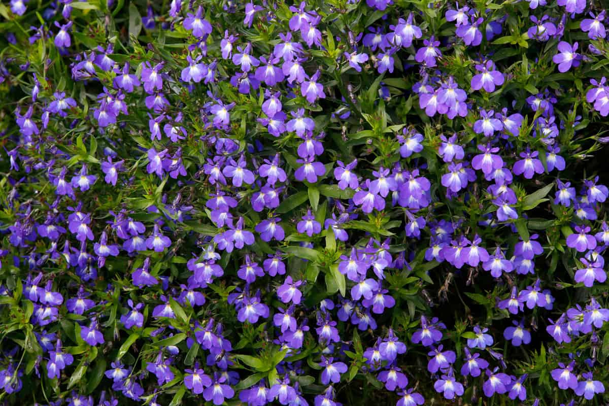 Lobelia erinus (edging lobelia, garden lobelia or trailing lobelia plant with blue flowers