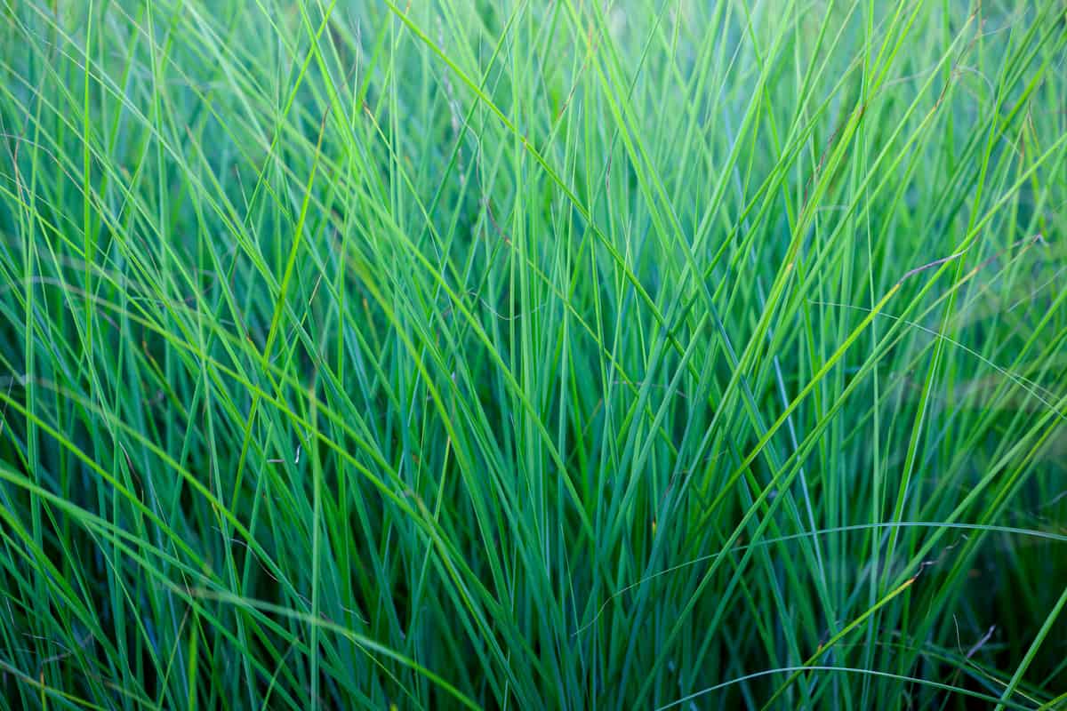 Long tall leaves of Maiden Grass