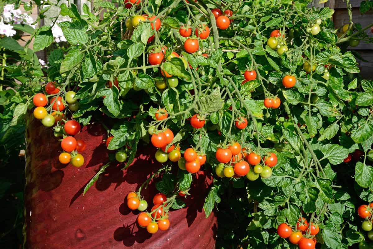 Losetto variety of Tomatoes ripening on the vine, UK