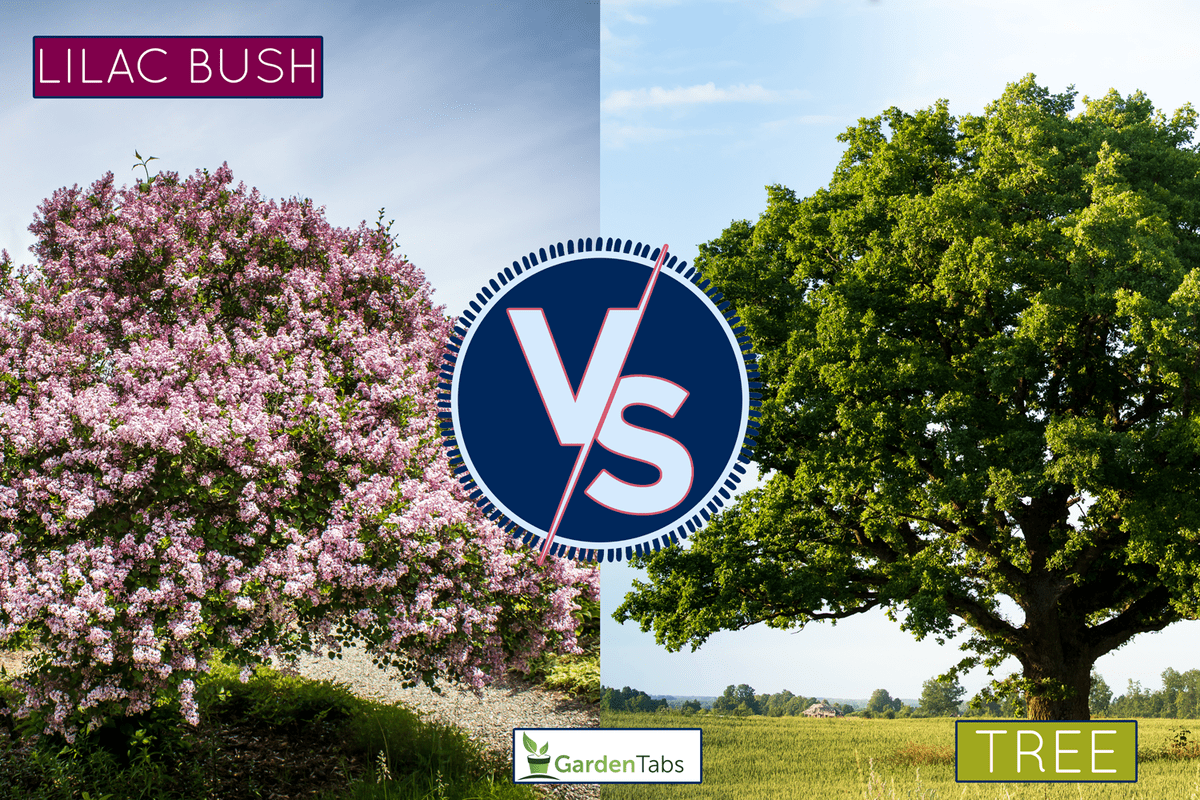 Lovely Lilac Tree - Lilac Bush Vs. Tree: What are the differences