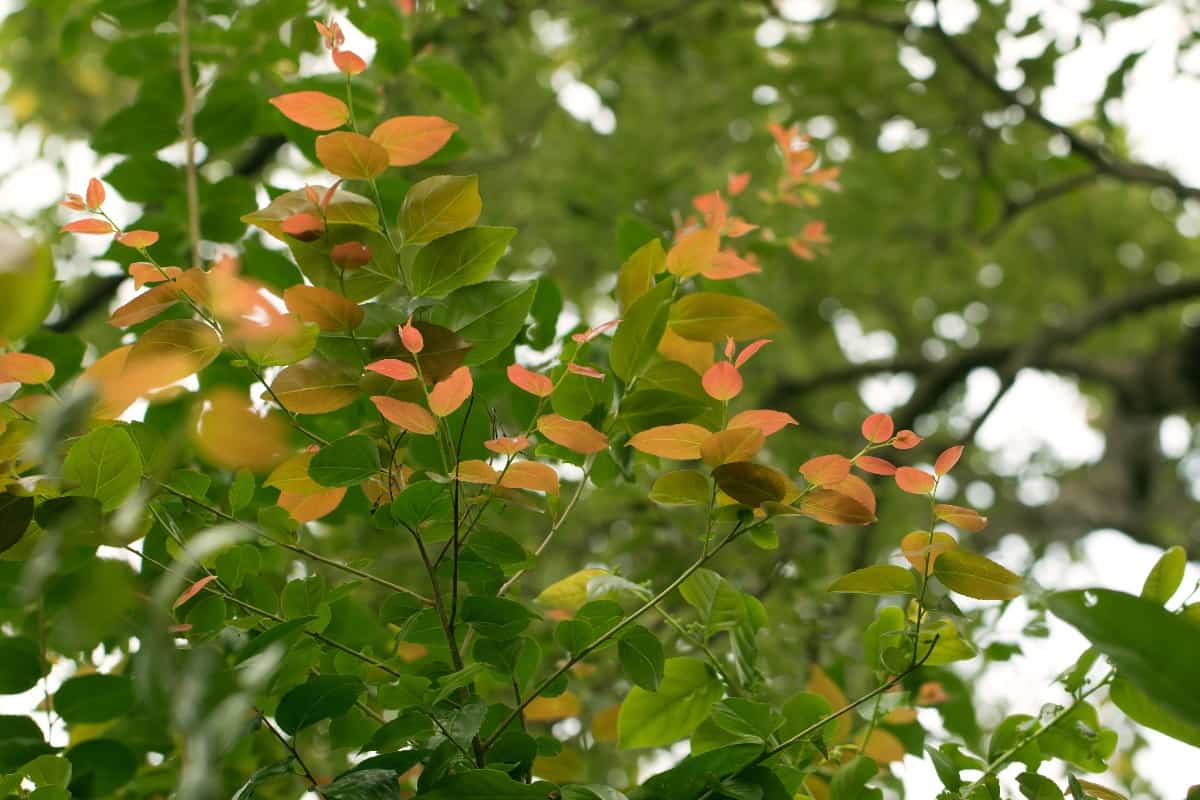 Lovi-lovi (Flacourtia inermis Roxb.) - Batoko Plum's beautiful leaves (Flacourtia inermis)