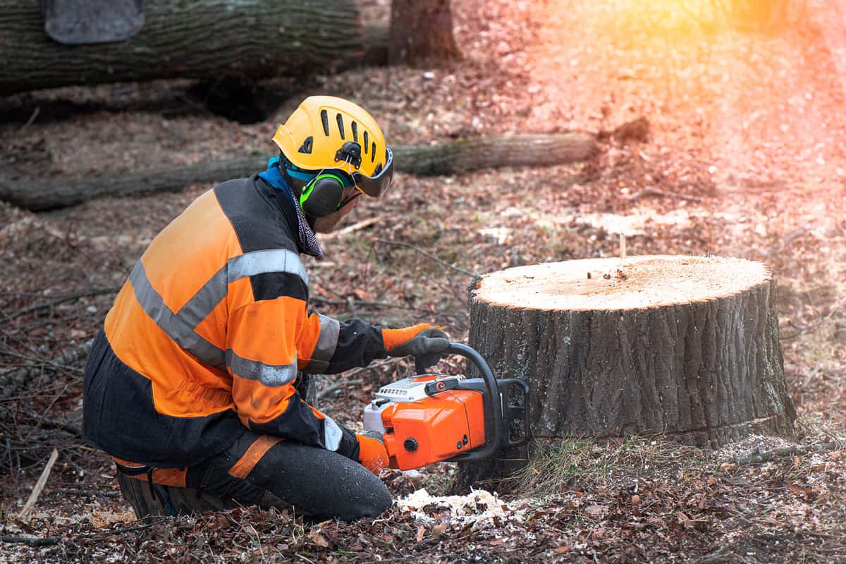 Lumberjack with chainsaw is shortening a stump of sawed linden tree in linden alley