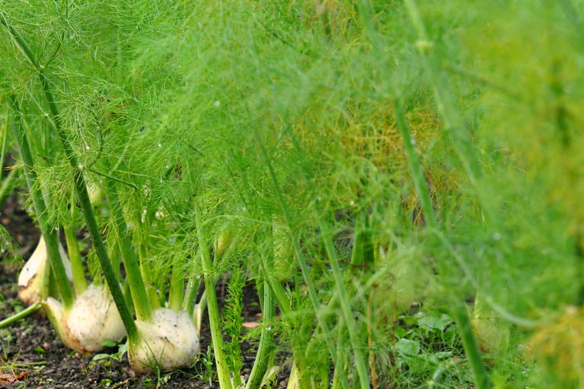 Lush fennel growing in an ordered vegetable patch