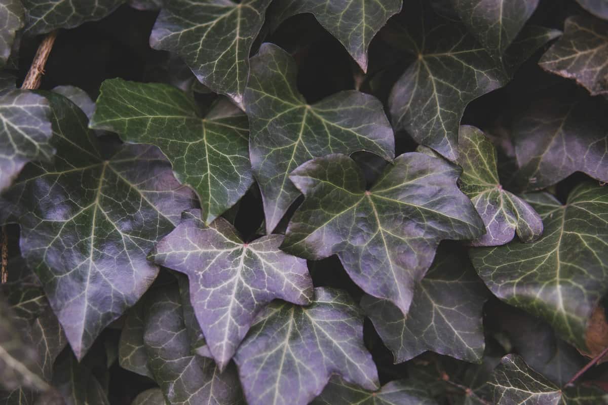 Macro of beautiful, lush dark green leaves of Common Ivy or Hedera helix, English ivy or European ivy. Fresh green plant, nature wallpaper background. Gardening concept.
