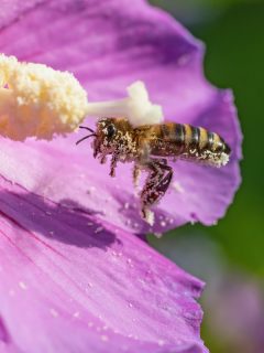 Macro photo of honey bee covered in pollen flying on a hibiscus flower, How To Pollinate Hibiscus By Hand?