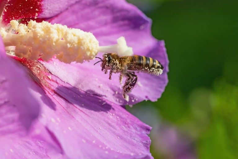 Macro photo of honey bee covered in pollen flying on a hibiscus flower, How To Pollinate Hibiscus By Hand?