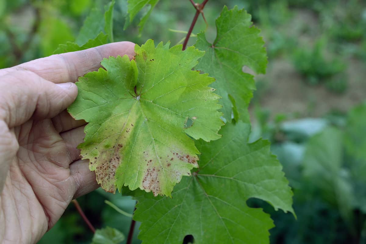 Man hand hold light yellow spots on leaves of grapes, plant affected by fungal disease alternariosis.