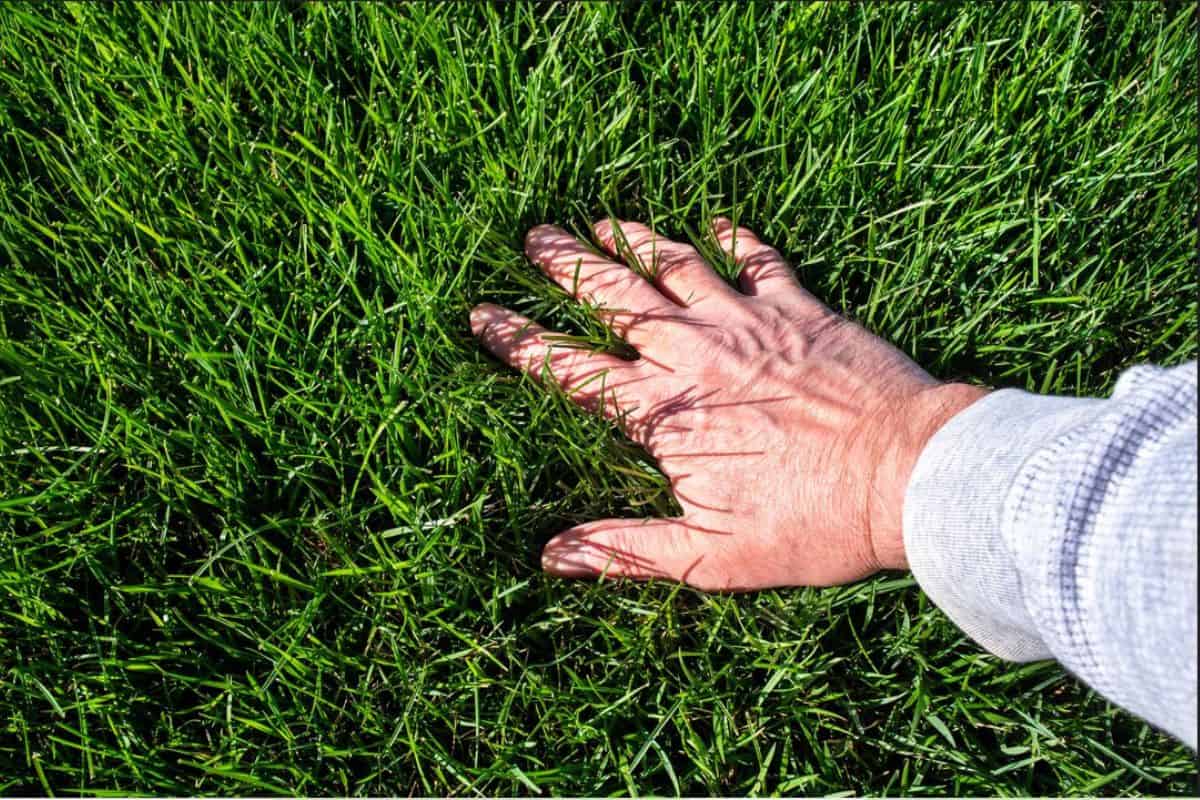 Man inspecting lush green grass lawn. Caring, care, looking, thick, outside, Sky, sunshine, care, seed, fescue, tall, watering, perfect, soil, manicured, blade, horizon line, eye level, baseball field