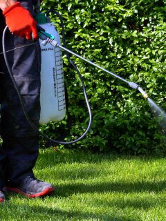 A man spraying pesticide with portable sprayer to kill weeds in the yard, When To Apply Brush Killer [And How To]?