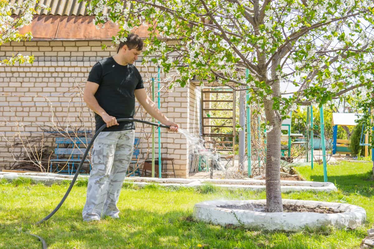 Man watering the fruit trees with a hose on a country site