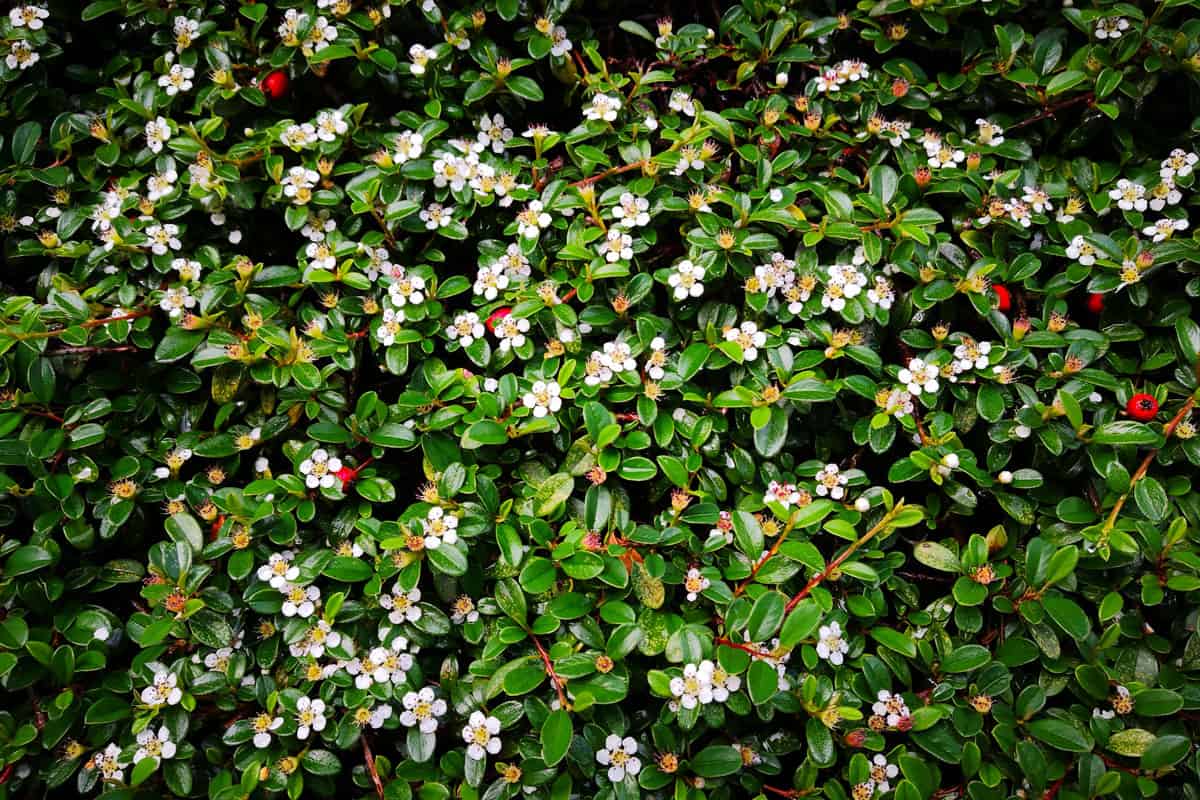 Many interlaced plants of creeping cotoneaster