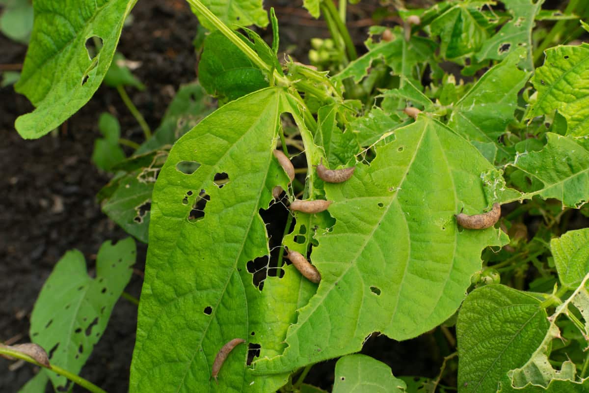 Many snails destroy the leaves of kidney beans in summer garden as pest illustration. A lot of brown slugs or deroceras eat vegetable plants