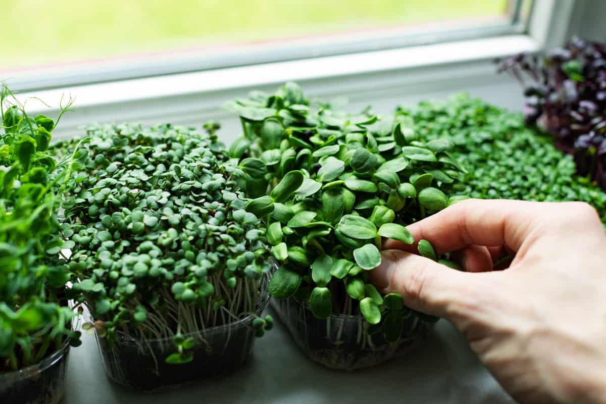 Microgreens planted on the windowsill