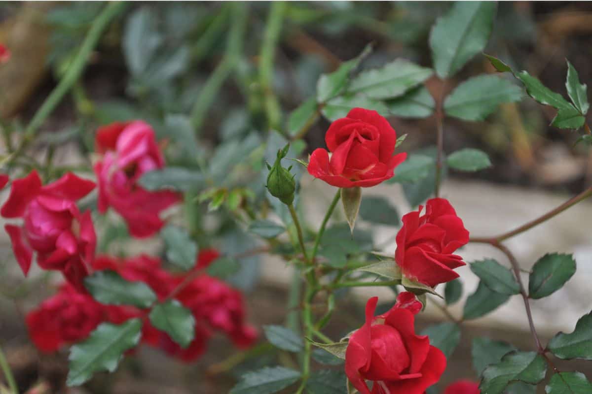 Miniature-Red-Roses