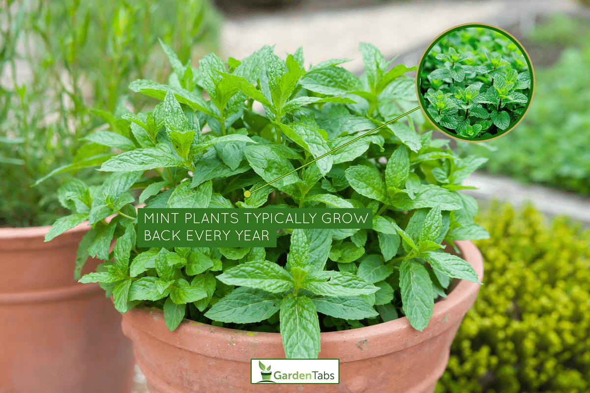 Mint growing in a plant pot. Fresh green mint (mentha spicata) in a herb garden - Does Mint Grow Back Every Year