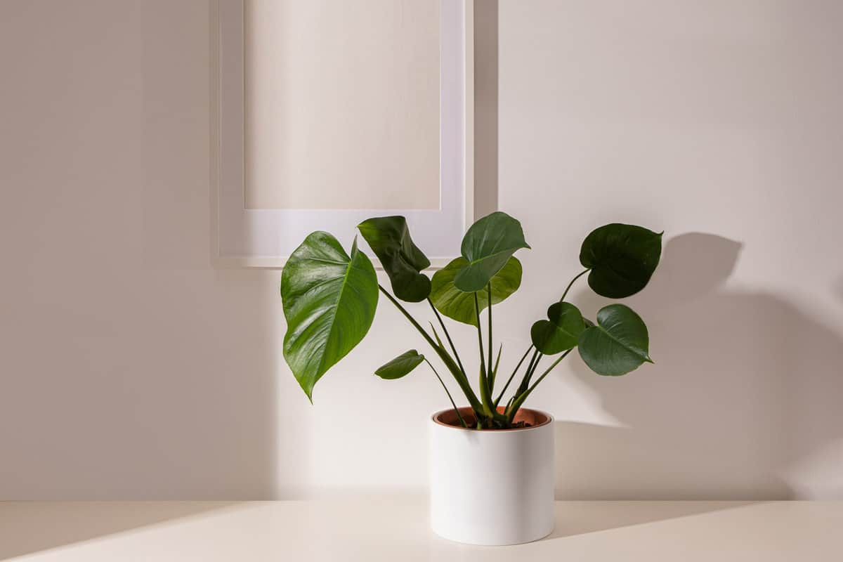 Monstera deliciosa aka swiss cheese plant with white picture frame on table